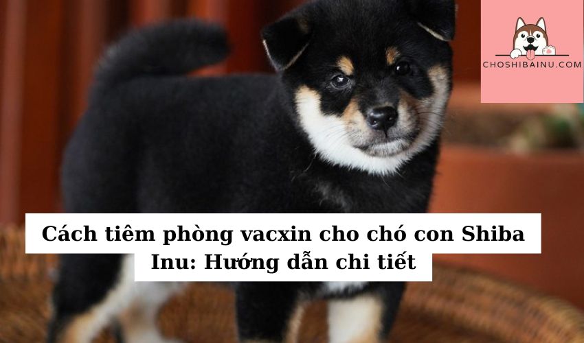 Cách tiêm phòng vacxin cho chó con Shiba Inu: Hướng dẫn chi tiết